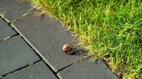 Snail walking on the pads Stock Footage 133092219