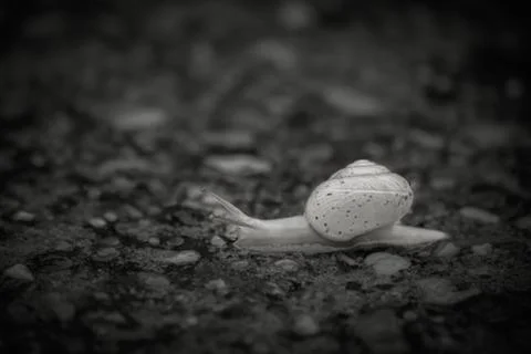 Snail walking Photos
