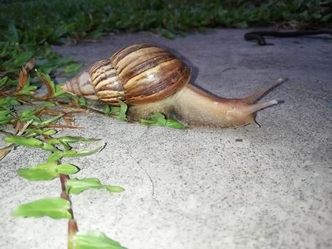 The snail is walking 库存照片