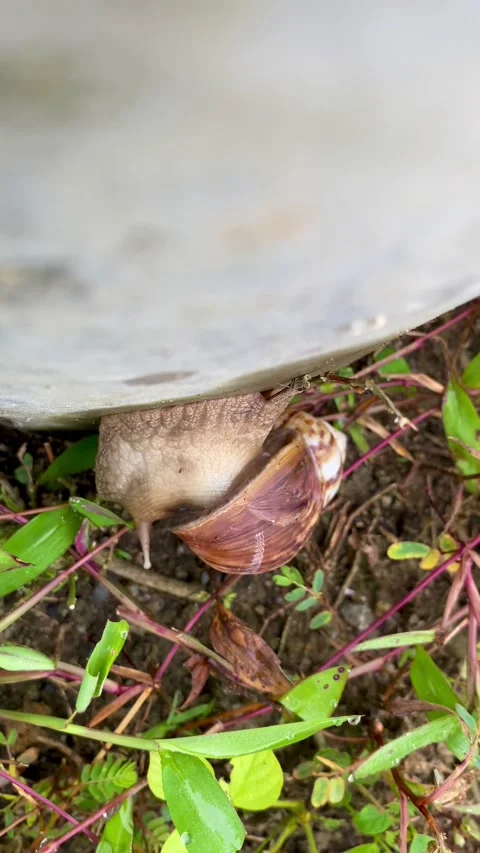 A snail walking on a pole Stock Footage 234572223
