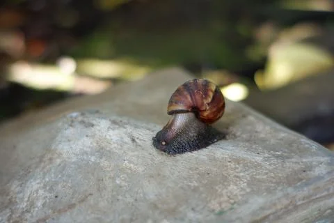 A snail walking on a rock Stock Photos