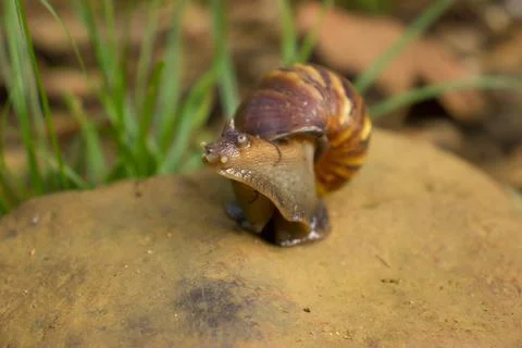 A snail walking on a rock Stock Photos