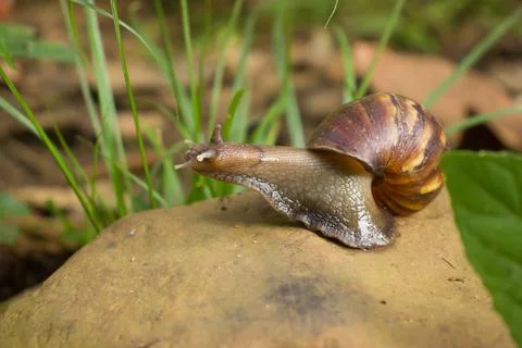 A snail walking on a rock Stock Photos