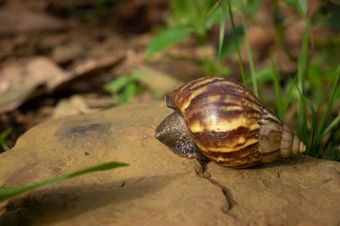 A snail walking on a rock Stock Photos