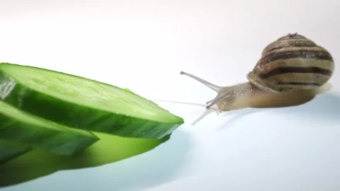 Snail Walking to Sliced Cucumber Eating Slowly White Background Close Up Video Stock Footage 335832052
