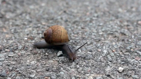 Snail walking slowly Stock Footage