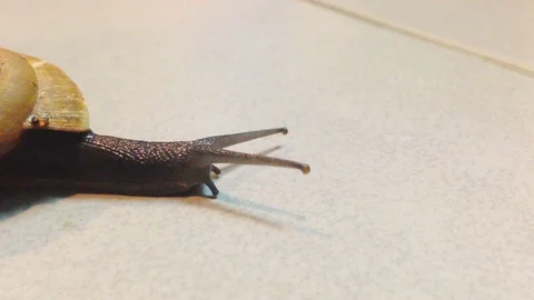 Snail walking slowly Stock Footage 89387804