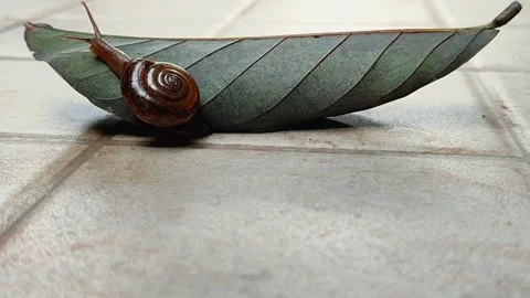 A snail that is walking slowly Stock Footage 265993071