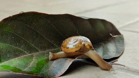 A snail that is walking slowly Stock Footage 265993286