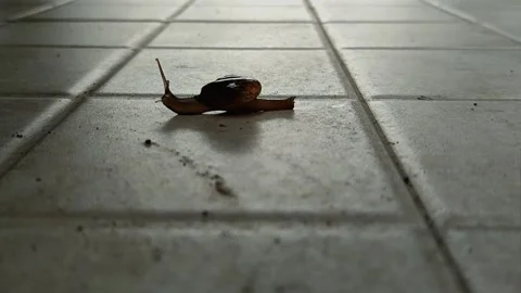 A snail that is walking slowly Stock Footage 265993287