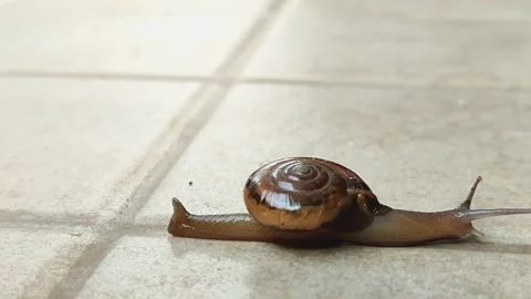 A snail that is walking slowly Stock Footage 265993471