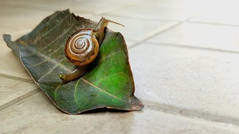 A snail that is walking slowly Stock Footage 265993546