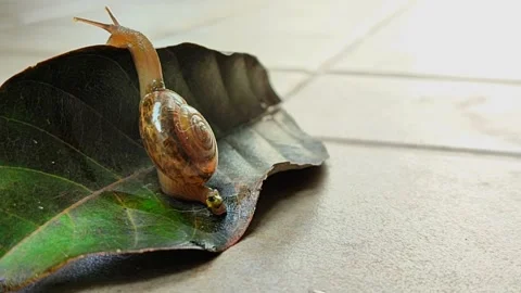 A snail that is walking slowly Stock Footage 265993551