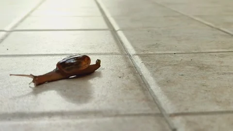 A snail that is walking slowly Stock Footage 265993670