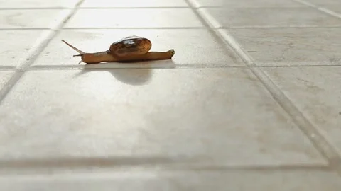 A snail that is walking slowly Stock Footage 265993700