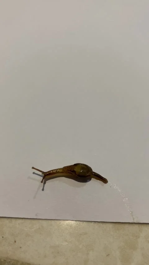 A snail walking slowly in the paper Stock Footage 302682810