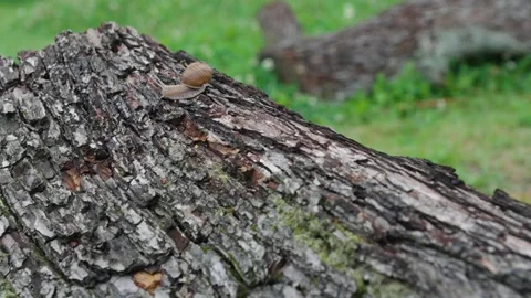 Snail walking slug in a tree Stock Footage 280872725