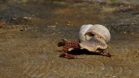 Snail Walking at Sunset Stock Footage 88557172