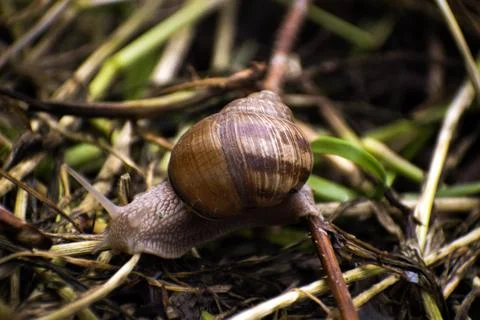 Snail on a walking time Stock Photos
