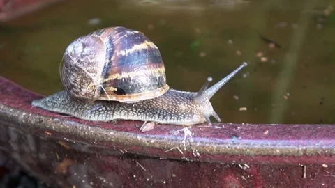 Snail walking on the trough in the garden Stock Footage 169081985