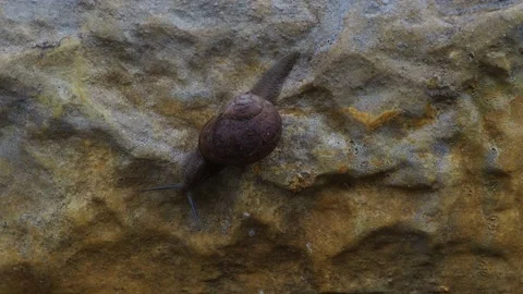 Snail walking on the wall Stock Footage 142105895