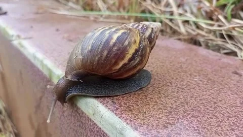 Snail walks into the egde Stock Footage 226100451