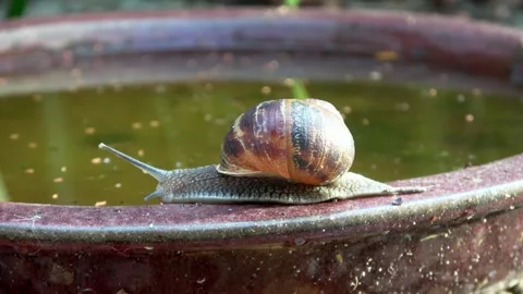 Snail walks over the drinking trough Stock Footage 169081945