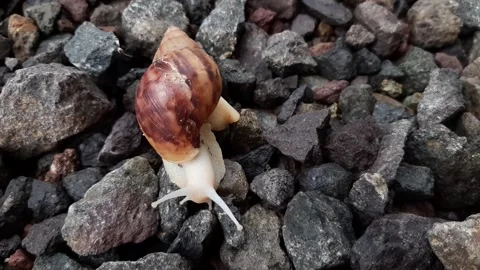 Snail walks on the rocks Stock Footage 285915570