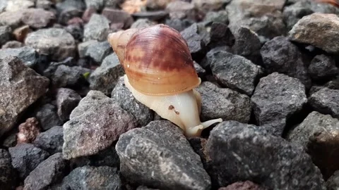 Snail walks on the rocks Stock Footage 285915613