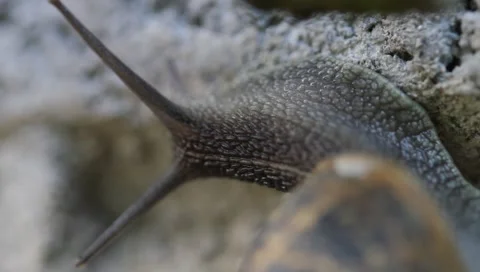 Snail on Wall 01 스톡 동영상 1363543