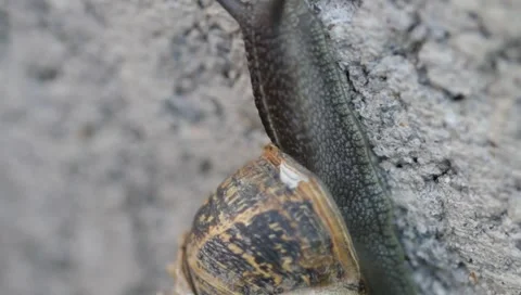 Snail on Wall 02 Stock-Footage 1365690