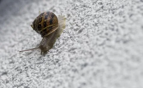 Snail on the Wall 1 Stock Photos