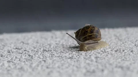 Snail on the Wall 2 Stock Photos