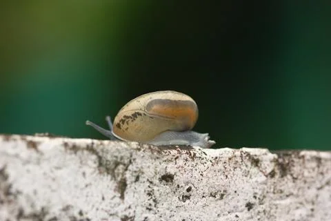 Snail on the wall blur background Stock Photos
