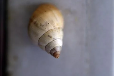 Snail on wall blur 写真素材