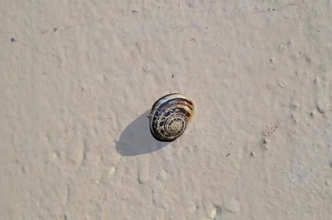 A snail on a wall closeup Stock Photos