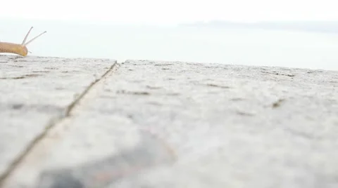 Snail on a Wall Stock Footage 50360298