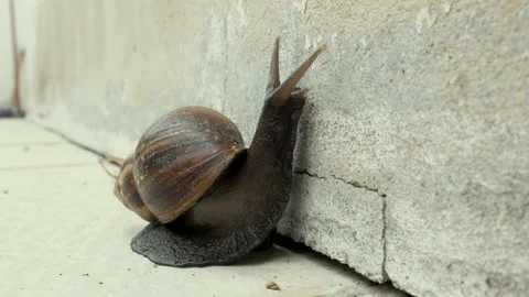 Snail on the wall Stock Footage 168353297