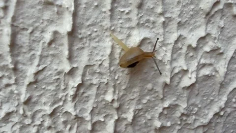 Snail in a wall Stock Footage 289629410