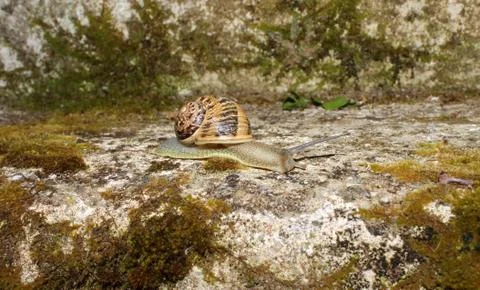 Snail on Wall Stock Photos