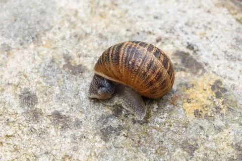 Snail on a wall Stock Photos
