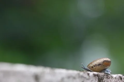 Snail on the wall Stock Photos