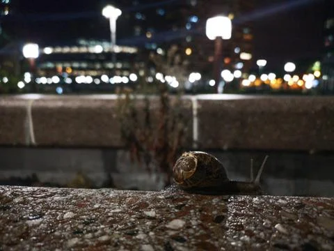 Snail on a wall Stock Photos