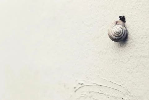 Snail on a wall Stock Photos