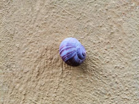 The snail on the wall. Stock Photos