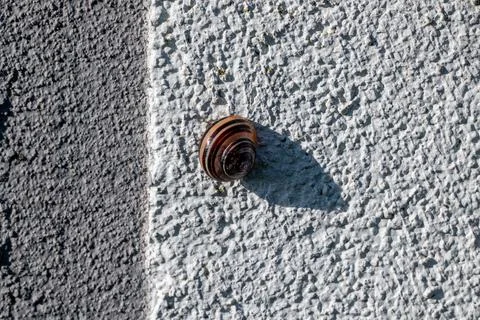 Snail on wall Stock Photos