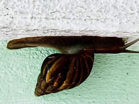 Snail on the wall Stock Photos