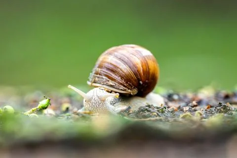 Snail Wandering In The Forest Stock Photos
