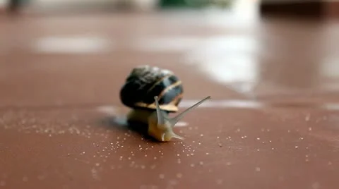 Snail the way back Stock Footage 22196857