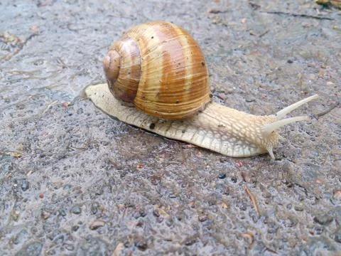 Snail wet crawling Stock Photos